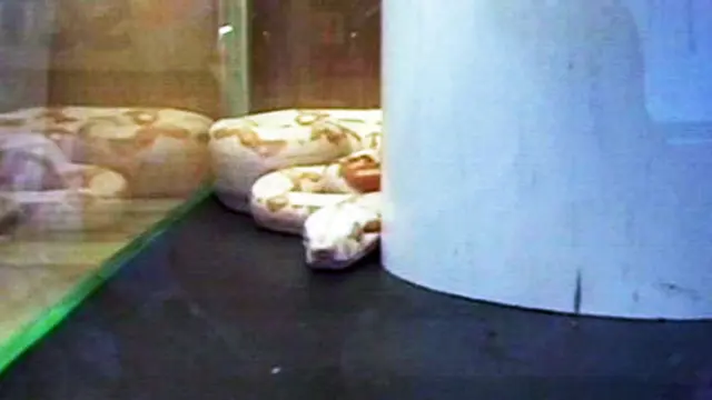 Berkunjung ke Rumah Reptil