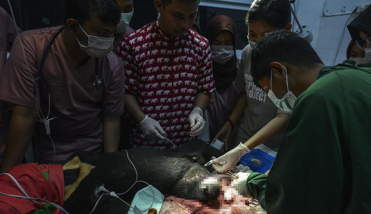 Dokter hewan dan mahasiswa saat melakukan operasi amputasi beruang madu di Banda Aceh (14/6/2019). Anak beruang madu yang diperkirakan berusia 2 tahun lebih tersebut harus diamputasi akibat terkena jerat babi. (AFP Photo/Chaideer Mahyuddin)
