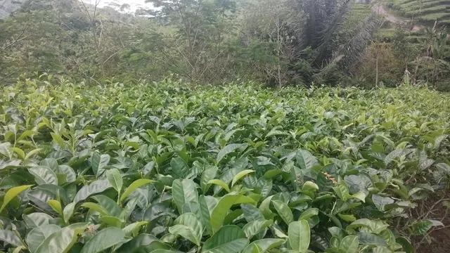 Kopi Nglinggo