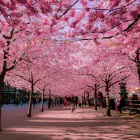 Sakura mekar di Jepang. (Pinterest)