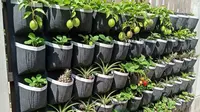 8 Ide Desain Kebun Buah Mini untuk Rumah Subsidi Type 27, Panen Segar di Lahan Terbatas
