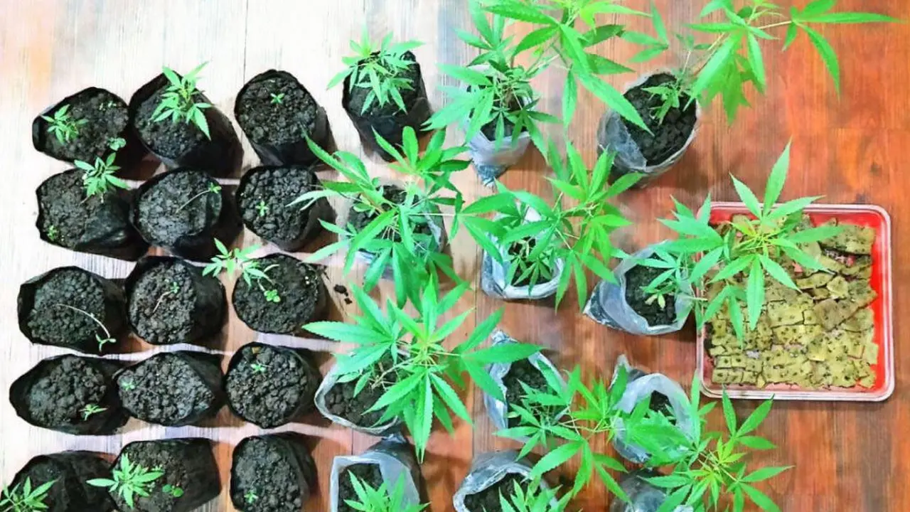 Budidaya Ganja
