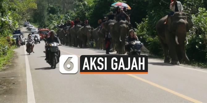 VIDEO: Begini Jadinya Jika 19 Gajah Ikuti Prosesi Pemakaman Pemiliknya