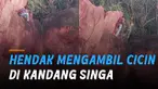 Seorang pria di India nekat mempertaruhkan nyawanya. Saat hendak mengambil cincin berlian yang jatuh di kandang singa.