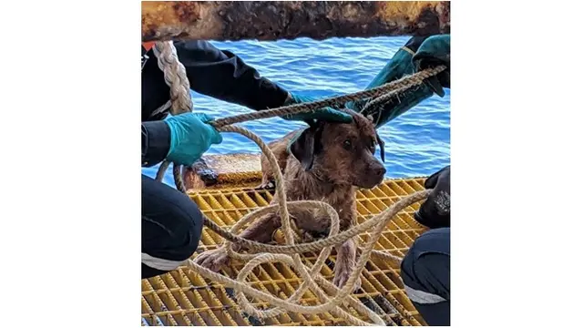 Pekerja Ini Selamatkan Anjing yang Terdampar di Tengah Laut, Kondisinya Bikin Miris