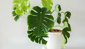 7 Tips Merawat Monstera agar Daunnya Tidak Menguning dan Tumbuh Lebih Sehat
