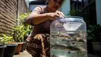 7 Cara Merawat Lele dalam Galon Tanpa Aerator, Rahasia Pemula Bisa Cepat Panen