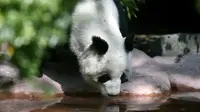 Shuan Shuan, panda raksasa wanita (Ailuropoda melanoleuca) minum air di kebun binatang Chapultepec, Mexico City (12/2/2020). Xin Xin dan Shuan Shuan merupakan dua spesimen Hewan yang lahir di Meksiko dan satu-satunya di dunia yang tidak dimiliki China. (AFP/Alfredo Estrella)