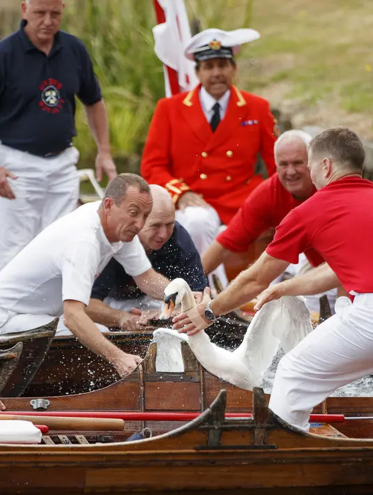 Petugas menangkap seekor angsa selama sensus tahunan angsa Ratu Elizabeth yang dikenal sebagai 'Swan Upping' di Sungai Thames, dekat London, Senin (15/7/2019). Selain menghitung populasi, kegiatan ini sebagai upaya konservasi melindungi angsa yang masih kecil. (Tolga Akmen/AFP)