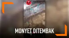 Seorang pria menjadikan seekor monyet yang terperangkap dalam permainan konyol. Jika monyet tak dapat menjawab ucapan si pria, monyet tersebut akan ditembak tepat di kepalanya.
