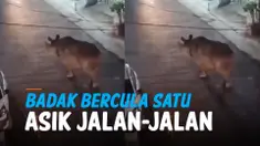 THUMBNAIL badak