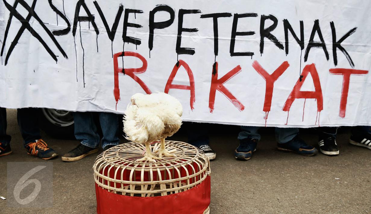 Gelar Aksi Demo Pengunjuk Rasa Bawa  1 Truk  Ayam  Ternak 