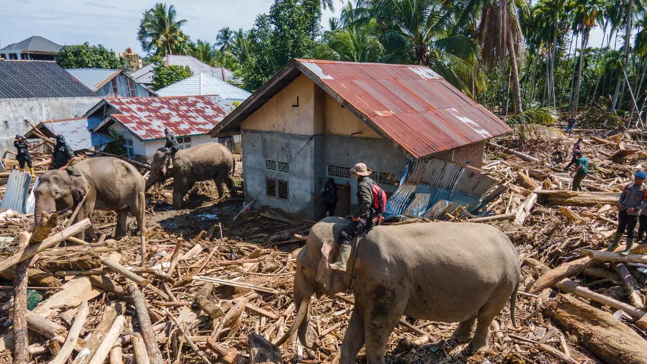 Gajah Sumatra Dikerahkan Bantu Bersihkan Tumpukan Kayu Gelondongan di Meureudu Pidie Jaya