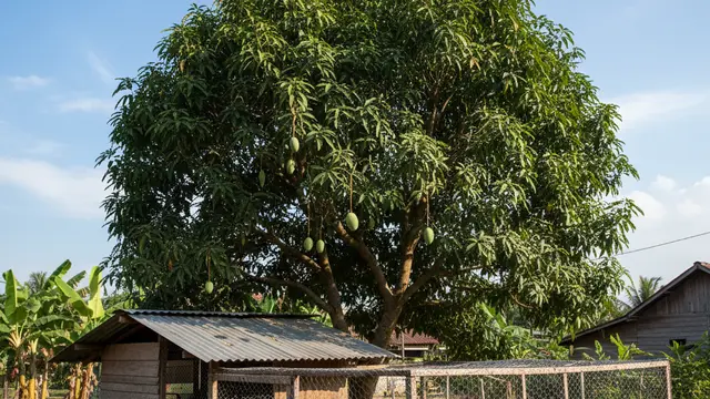 Desain Kandang Ayam Kampung Produktif. AI