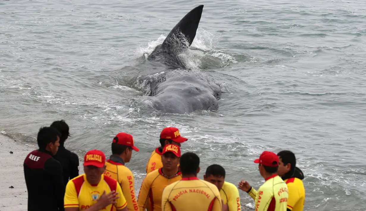 Petugas penyelamat membantu paus sperma terluka yang terdampar di perairan San Bartolo, Peru, Selasa (20/8/2019). Paus sperma muda dengan panjang sekitar empat meter tersebut terdampar sejak pagi hari. (AP Photo/Martin Mejia)