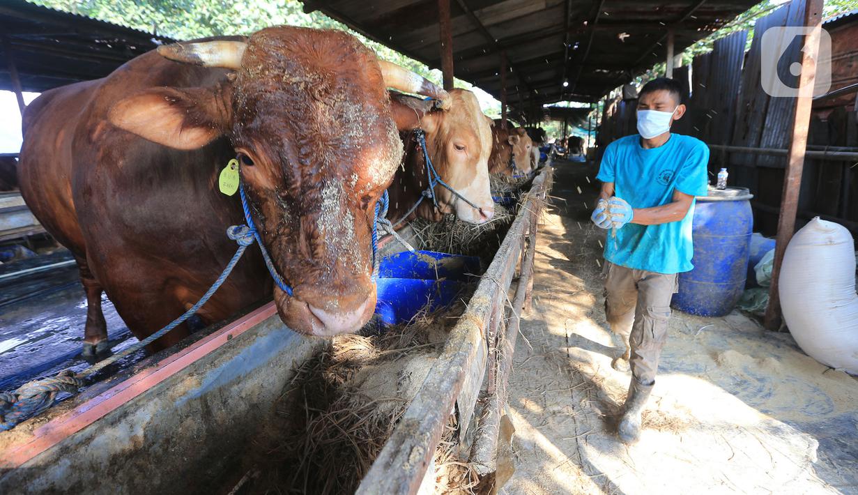 Petugas memberi makan pada hewan qurban di Juanda Depok, Jawa Barat, Selasa (20/7/2021). Pembagian daging kurban secara door to door sangat membantu masyarakat yang terdampak pandemi Covid-19. (Liputan6.com/HO/Bon)