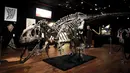 Kerangka dinosaurus Allosaurus dipamerkan di rumah lelang Drouot, Paris, Prancis, Sabtu (10/10/2020). Kerangka dinosaurus yang ditemukan di daerah Johnson, Wyoming, AS, tersebut akan dilelang pada 13 Oktober 2020 dan diperkirakan harganya antara 1-1,2 juta euro. (AP Photo/Thibault Camus)