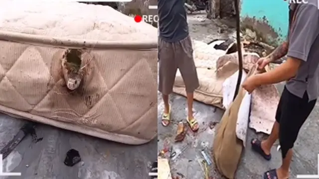 Viral Video Sejumlah Ular Bersarang di Kasur, Bikin Netizen Merinding