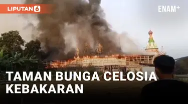 Kerugian Kebakaran Taman Bunga Celosia hingga Miliaran Rupiah