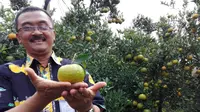 Jeruk dengan teknologi Buah Berjenjang Sepanjang Tahun (Bujang Seta) di di Kebun Percobaan Banaran, Batu, Jawa Timur (Liputan6.com).
