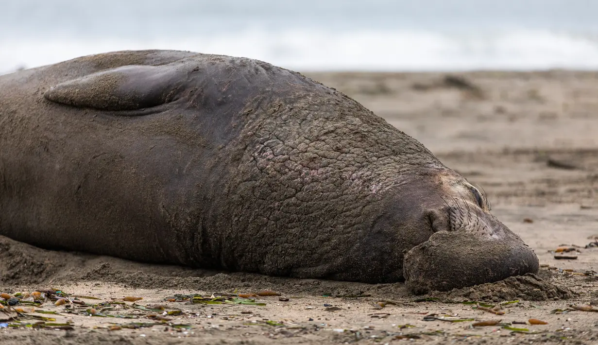 Seekor gajah laut jantan beristirahat di atas pasir Pantai Drakes di California pada Jumat (13/12/2019). Gajah laut memang senang menghabiskan waktu di pantai setelah berburu makanan di laut. (Photo by Philip Pacheco / AFP)