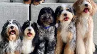 Mini Bernedoodle of Indonesia, Anjing Lucu yang Bersahabat dengan Lansia dan Anak-Anak