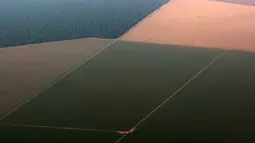 Pantauan udara hutan hujan Amazon (kiri), yang berbatasan dengan lahan gundul disiapkan untuk penanaman kedelai, Negara Mato Grosso di barat Brasil, Minggu (4/10). Brasil akan menghasilkan rekor 97.800.000 ton kedelai di 2015-2016.(REUTERS/Paulo Whitaker)