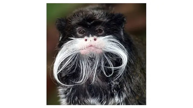6 Potret Hewan Punya Kumis Tebal Ini Tampak Unik, Curi Perhatian