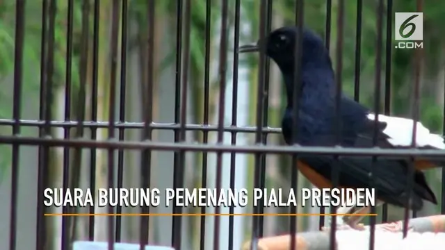 VIDEO: Begini Suara Burung Pemenang Piala Presiden
