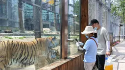 Orang-orang mengunjungi Taman Harimau Siberia Hengdaohezi di Kota Hailin, Provinsi Heilongjiang, China (17/7/2020). Para staf menyediakan sejumlah kolam dan makanan yang disiapkan secara khusus bagi harimau Siberia untuk mengantisipasi udara musim panas yang menyengat. (Xinhua/Zhang Chunxiang)
