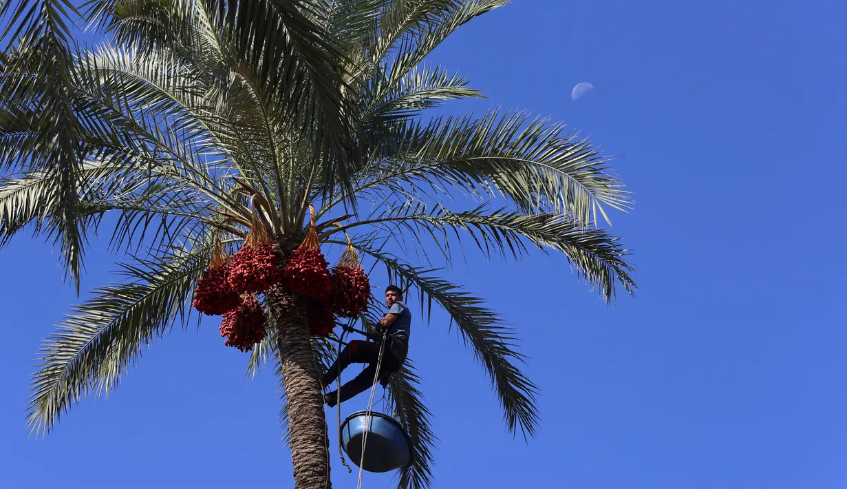Pekerja Palestina menaiki pohon kurma saat akan memanen buahnya di perkebunan Al Zawayda, Jalur Gaza, Selasa (10/10). Hasil dari perkebunan ini digunakan memenuhi kebutuhan hidup warga di tengah perebutan wilayah perbatasan oleh Israel. (AP/Adel Hana)