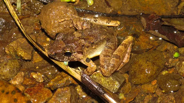 katak bertaring