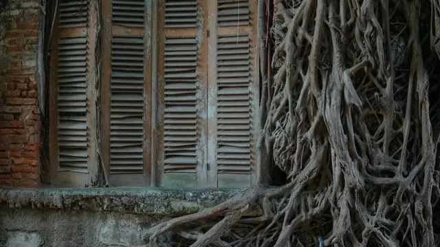 Rumah Akar.