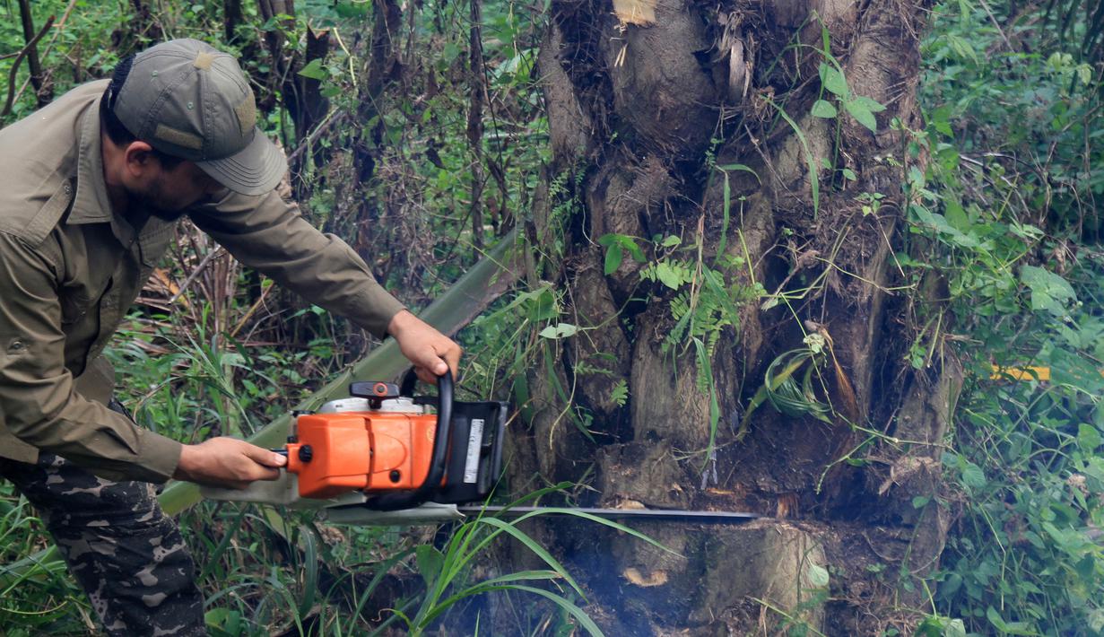 Petugas konservasi menebang pohon kelapa sawit yang ditanam secara ilegal di Taman Nasional Gunung Leuser, Aceh, Kamis (1/11). Forum Konservasi Leuser mengatakan bahwa mereka menghancurkan sekitar 2.000 hektare pohon kelapa sawit ilegal. (JANUAR/AFP)