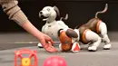 Robot versi ukuran anak anjing "Aibo" ditampilkan selama konferensi pers di Tokyo pada 23 Januari 2019. Robot anjing ini diprogram untuk bisa memeriksa anggota keluarga, anak-anak, hingga hewan peliharaan dari jarak jauh. (Kazuhiro NOGI/AFP)