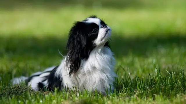 Japanese Chin.