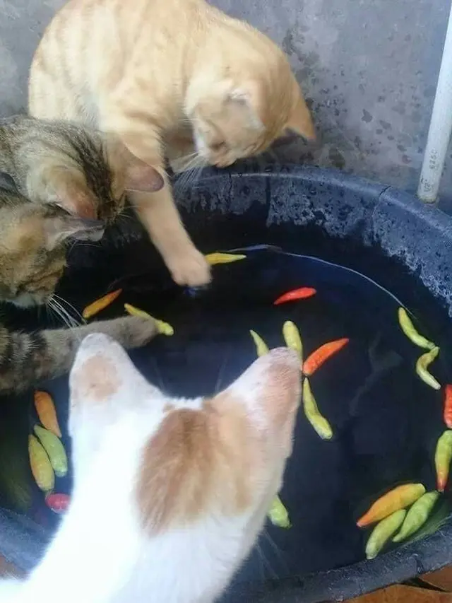 7 Momen Hewan Tertangkap Basah Sedang Bertingkah Aneh