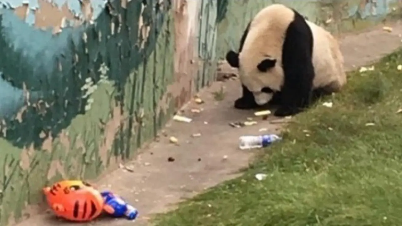 Foto Panda Kunyah Sampah Ini Sebabkan Netizen Marah
