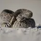 Ilustrasi mimpi ular/credit: pexels.com/duncan