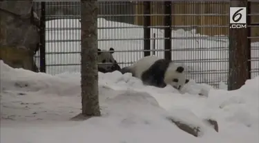 Kebun binatang Finlandia memperkenalkan dua ekor panda asal Tiongkok. Kedua panda ini mampu beradaptasi dengan lingkungan dan gemar bermain salju.