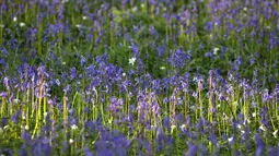 Bunga bluebells liar terlihat mengubah lantai hutan menjadi biru, membentuk karpet di Hallerbos, juga dikenal sebagai 'Hutan Biru', dekat Halle, Belgia (18/4). (Reuters/Yves Herman)
