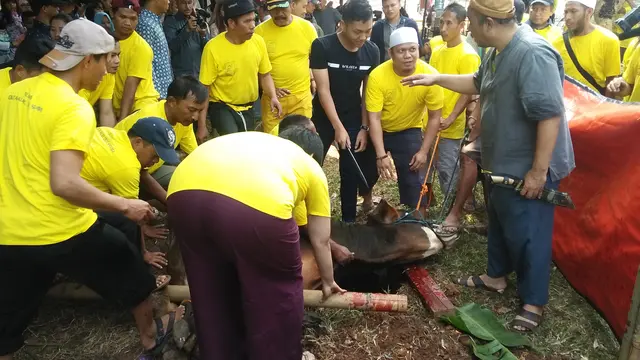 Azriel Hermansyah menyembelih hewan kurban sendiri (Liputan6.com/ Sapto Purnomo)