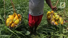 Petani membawa timun suri hasil panen di kawasan Rangkapan Jaya Baru, Pancoran Mas, Depok, Jawa Barat, Selasa (13/4/2021). Timun suri dicari pembeli sebagai salah satu bahan menu minuman untuk berbuka puasa. (Liputan6.com/Herman Zakharia)