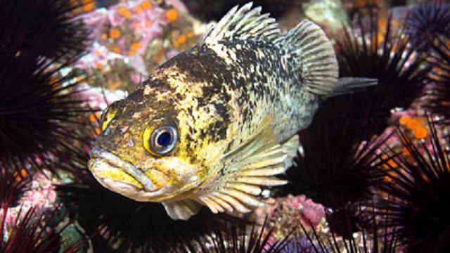 Ilustrasi ikan Rockfish (iStock)