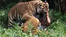 Sugianto (35), warga Kabupaten Bengkalis diterkam dan dimakan harimau saat memanen sawit di kebunnya, Senin (20/9/2010). Tragisnya binatang buas itu terus menunggui mayat korban (Istimewa)