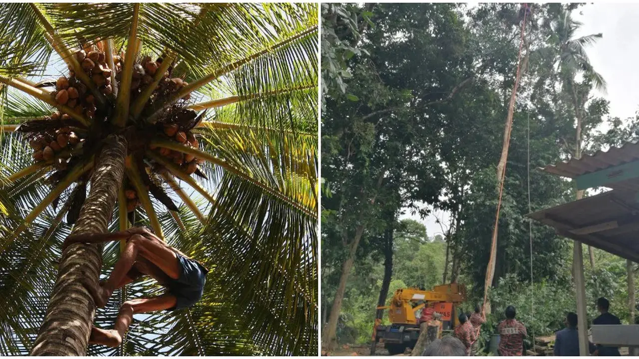 Diduga Kelelahan, Kakek 68 Tahun Tewas Saat Berada di Atas Pohon Setinggi 30 Meter
