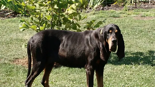 Anjing Coonhound Hitam (Sumber: Wikimedia Commons)