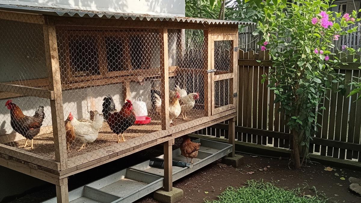 7 Jenis Kandang Ayam yang Cocok untuk Lahan Sempit di Rumah