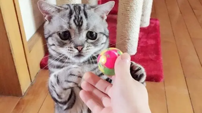 [Bintang] Jadi Favorit Masyarakat Dunia, Ini 6 Potret Kucing Muka Sedih