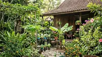 8 Pohon Buah Mini Daun Unik untuk Foodscaping, Cepat Panen dan Bisa Percantik Hunian